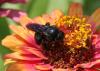 Xylocopa sp.